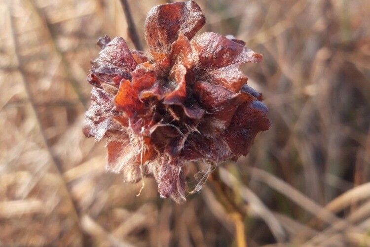 На Волині розпустились «відьмині квіти»
