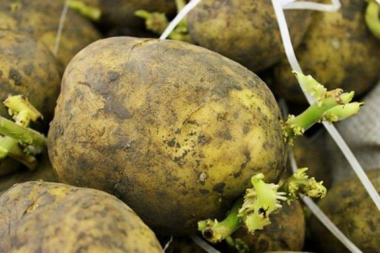 Як вдвічі збільшити урожай картоплі без зайвих хімікатів?