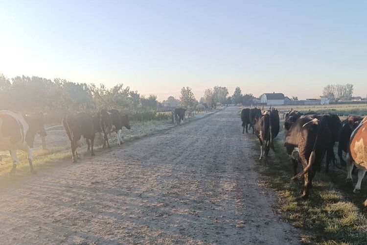 Чи доведеться фермеру з Волині – ветерану війни «дорізати» своїх корів?