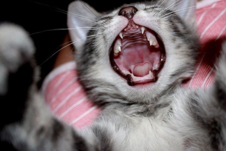 У Радивилові дядька вкусило скажене кошеня