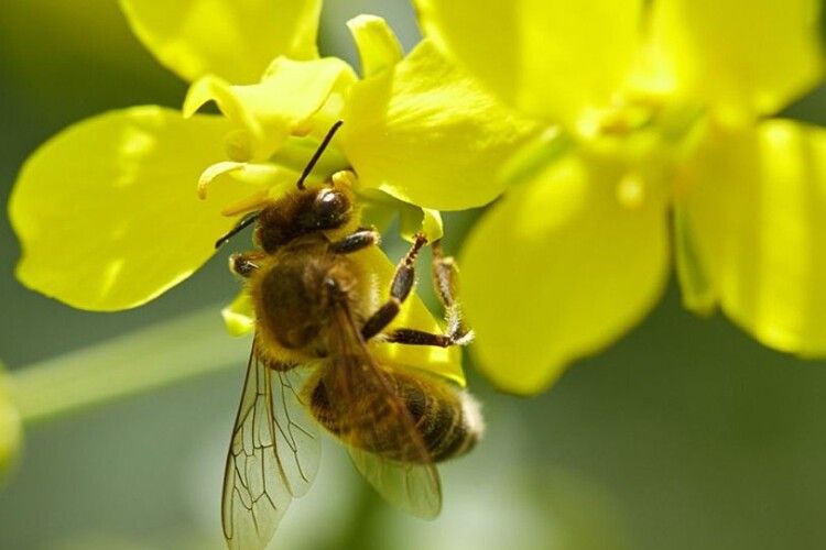У Боголюбах і окрузі на Волині власників бджіл просять на дві доби закрити вулики