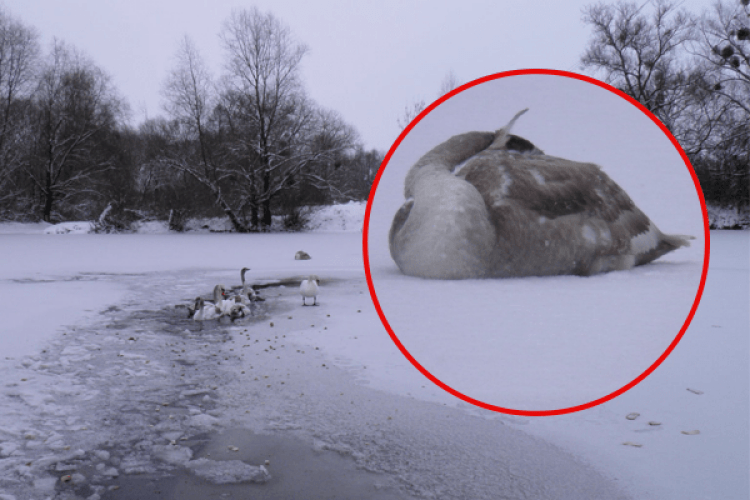 На Рівненщині замерзла водойма, де зимують лебеді (Фото)