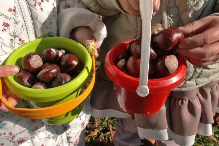 Юні волиняни зібрали цілу гору каштанів, щоб купити генератори для ЗСУ (Відео)