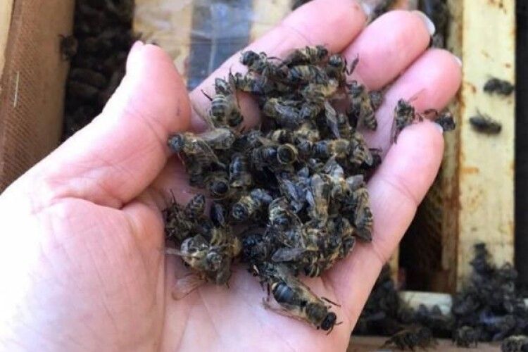 «Укрпошта» відреагувала на загибель восьми мільйонів бджіл 