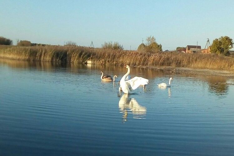 В Турійські ОТГ з'явився відповідальний за озеро: лебеді задоволені