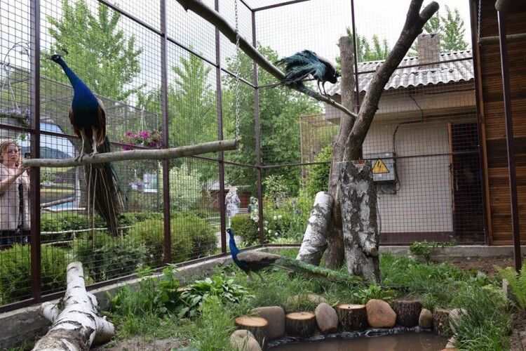 У Луцькому зоопарку збудували новий вольєр для павичів