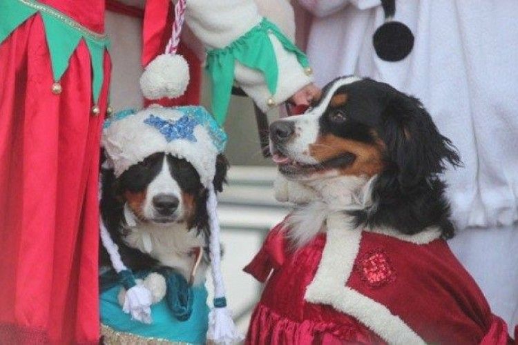 Собаки – Санта-Клауси провели свій парад