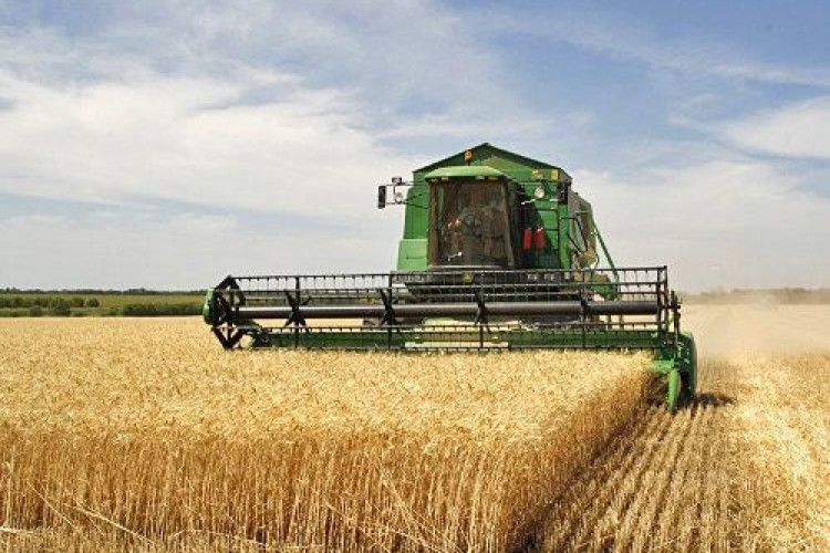 Цьогоріч на Турійщині зібрали менше зернових