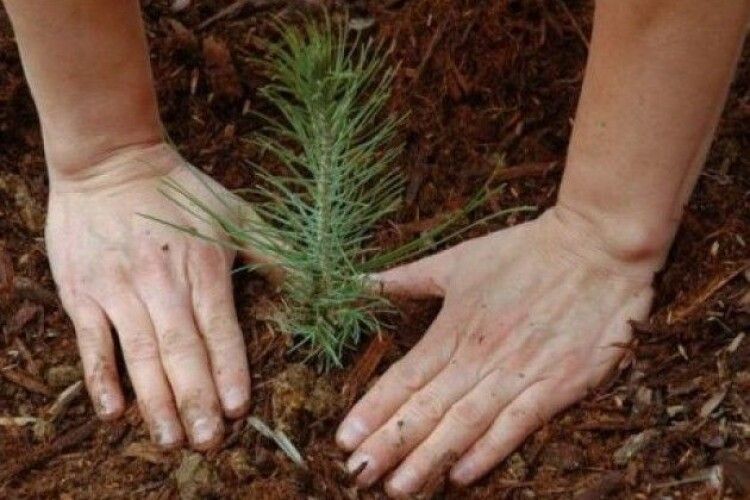 Волинські лісівники висадили перший мільйон майбутніх дерев