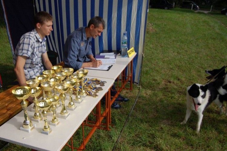 У Володимирі відбулася виставка мисливських собак