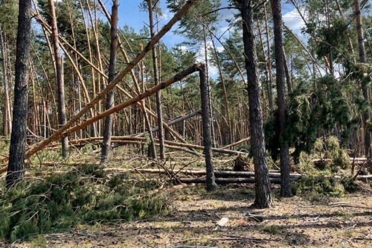 На Поліссі відновлюють ліс після бурелому