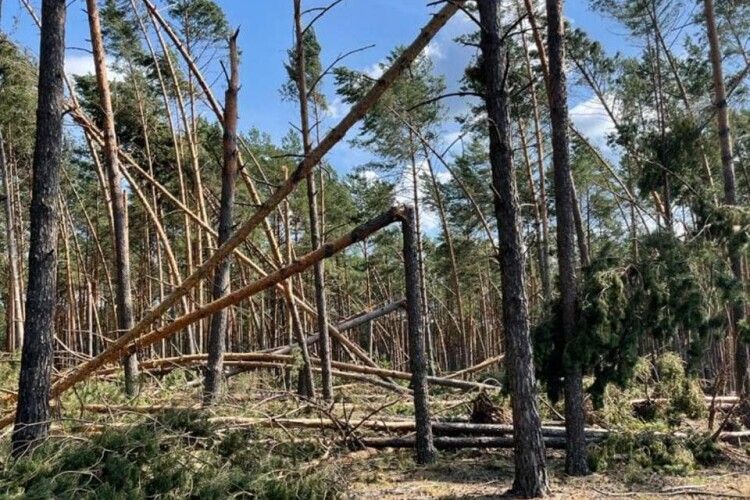 Сосни поламані, як сірники: на Волині обстежують наслідки негоди