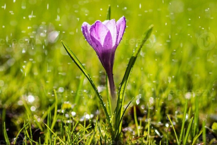 На Волині синоптики попередили про негоду і нічні заморозки