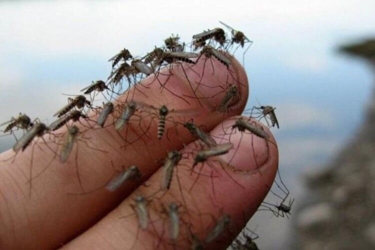 Як захиститись  від комарів?