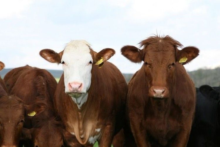 В американському штаті Флорида стадо корів допомогло заарештувати злодійку