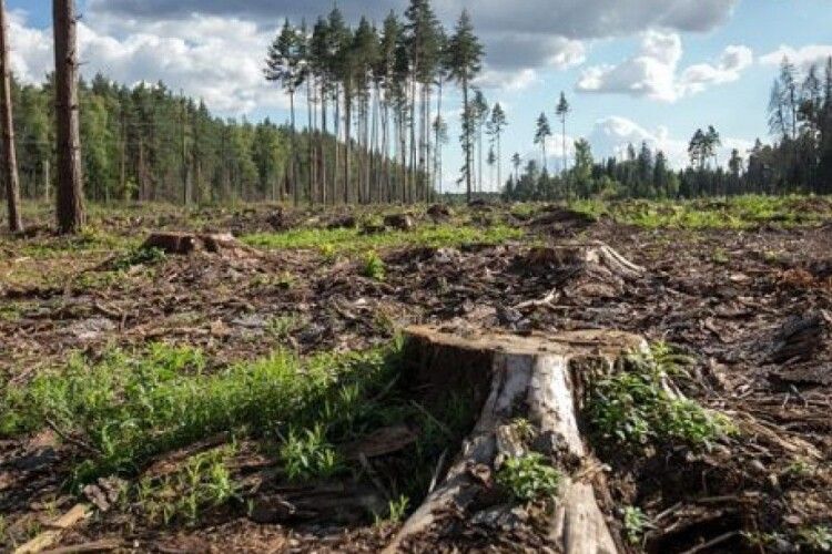 В Україні «захисники» лісу вирубали дерев на понад 2 млн. грн