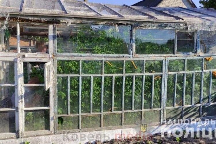 У ратнівчанина під час обшуку виявили теплицю з марихуаною