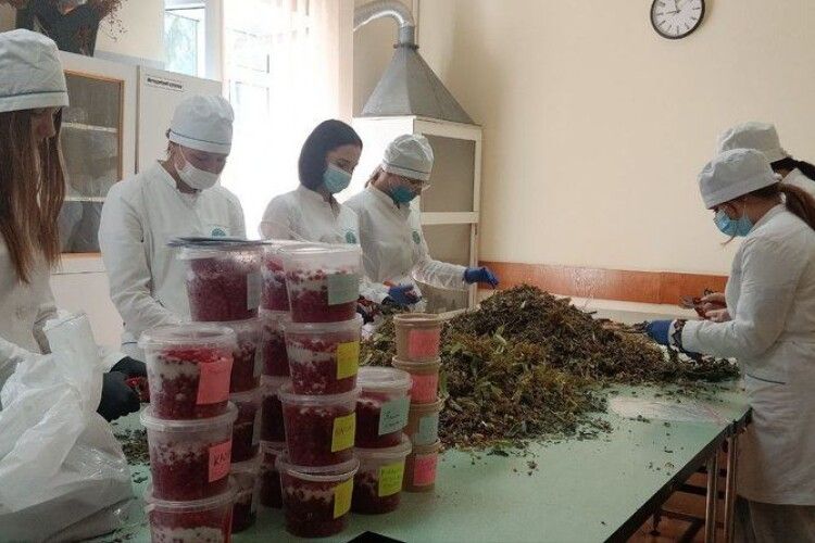 Луцькі студенти-фармацевти виготовляють лікувальні мазі і чаї для захисників (Відео)
