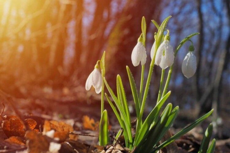 На Волині розпочалася метеорологічна весна