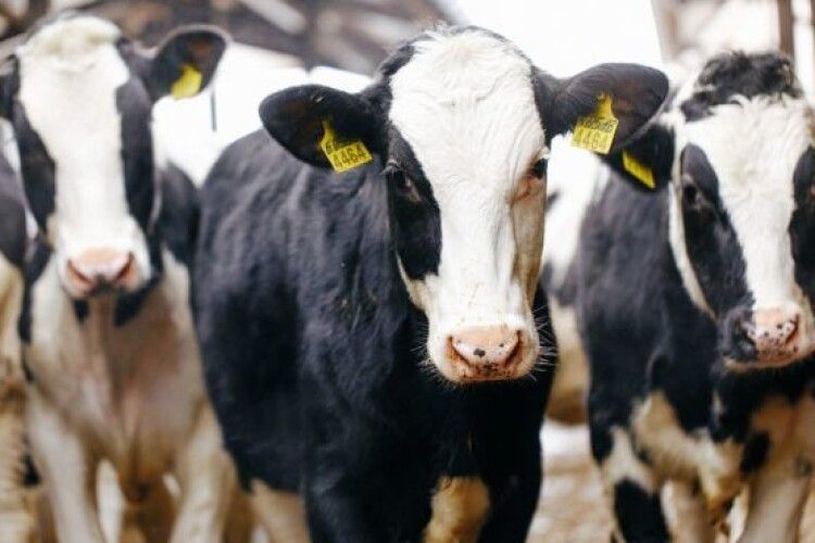 В Україні зникають вітчизняні локальні породи корів