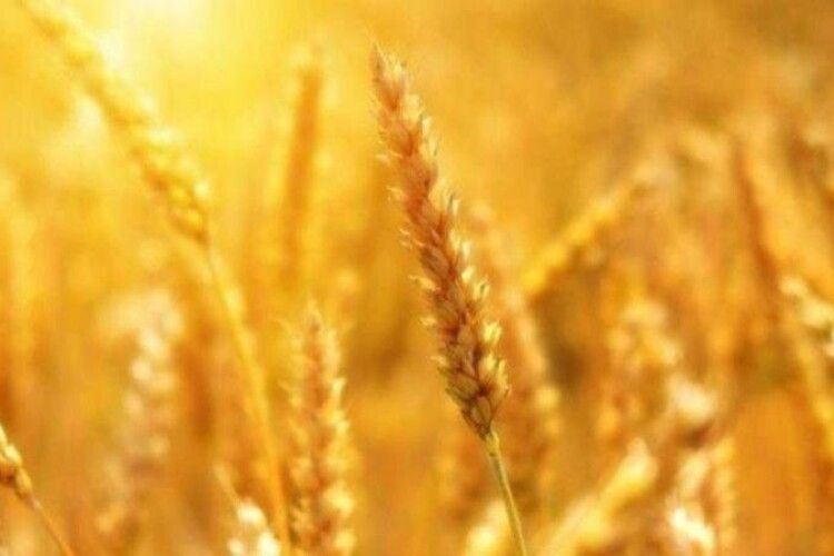 У США посівні площі під пшеницю є найменшими за останні 100 років