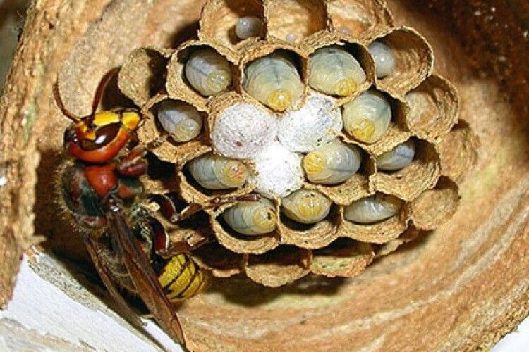 В операційній міської лікарні в Рівному знищували... кубло шершнів