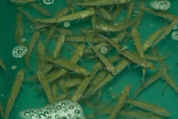 У Прут, Черемош та Тису випустили понад 25 тисяч маленьких лососів