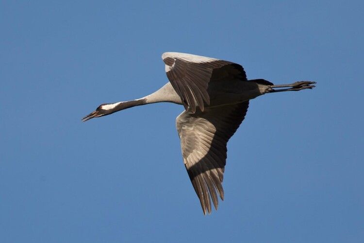 На Волинське Полісся повернулися з вирію перші журавлі