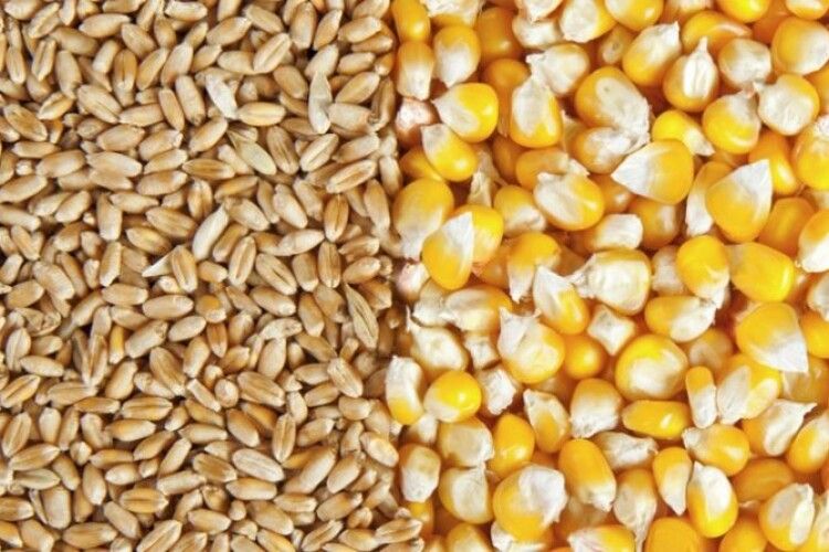 Волинські фермери шостий рік поспіль поновлюють рекорди врожайності пшениці та кукурудзи