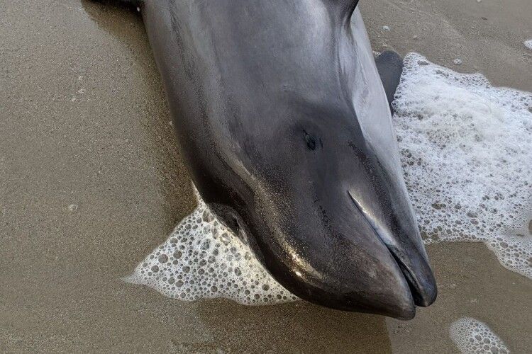 У Чорному морі через дії росіян загинули кілька тисяч дельфінів