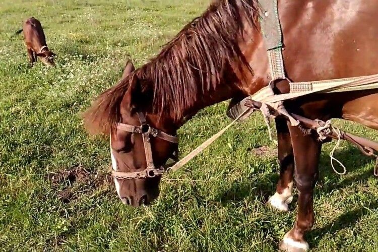 На Ківерцівщині загинули домашні коні та корови