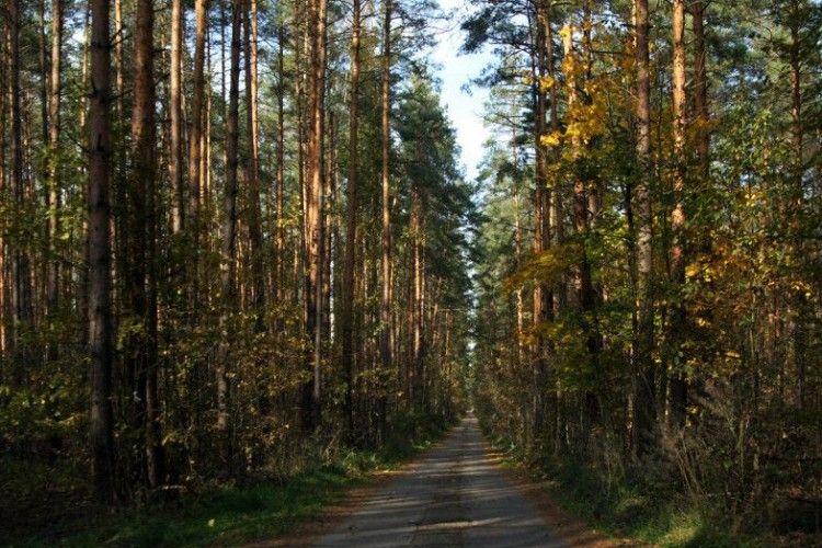 У Рівненській громаді хочуть збудувати дорогу через ліс, щоб возити дітей у школу