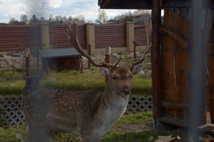 На Волині виявили незаконний вольєр з оленями