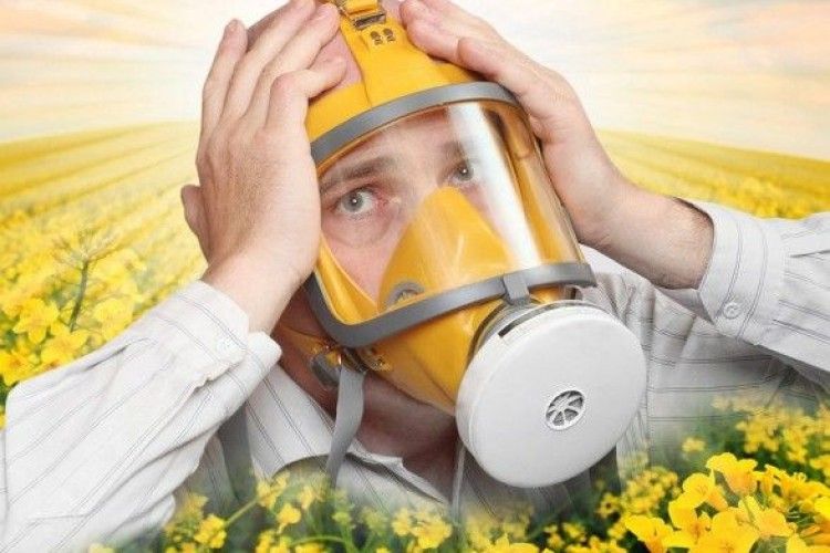 Спалах алергії: в Україні надвисока концентрація пилку амброзії