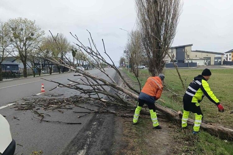 На дорогах Волині прибирають повалені вітром дерева та гілля