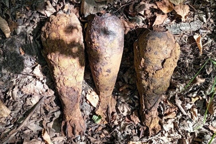 На Київщині чоловік у лісі замість грибів знайшов міни