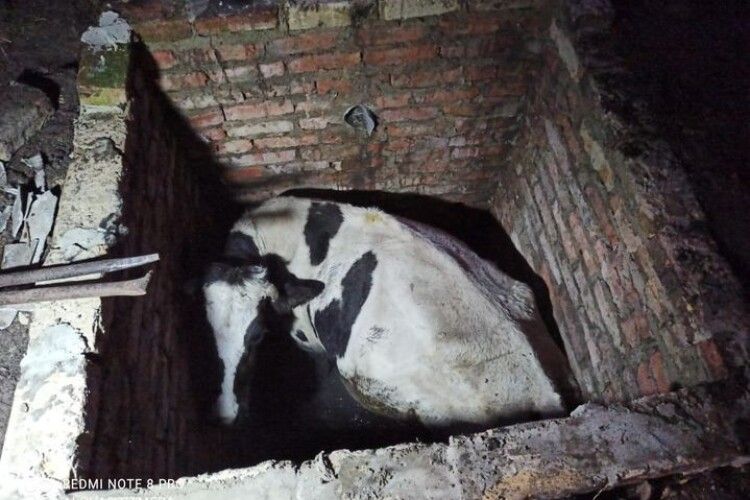 На Рівненщині бійці ДСНС врятували корову, яка гепнулася в цегляний септик