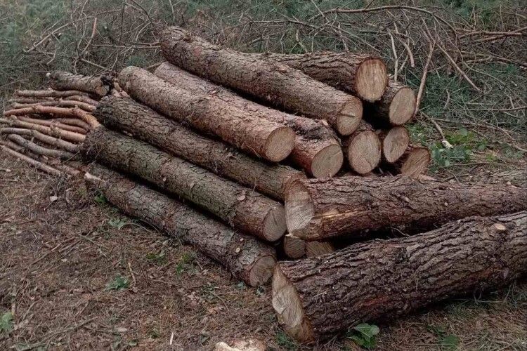 На Рівненщині «чорні» лісоруби знищили понад 250 дерев