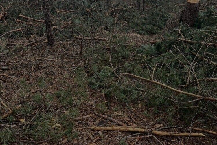 На Волині виявлено масштабну незаконну порубку дерев