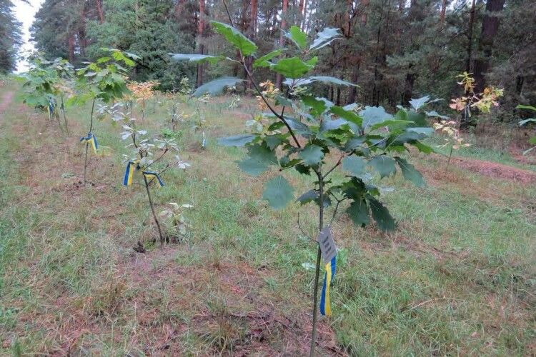 Дуби, що берегтимуть пам'ять століттями: у нацпарку на Волині з'явилися нові дерева