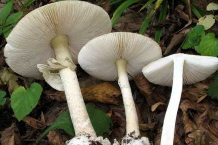 На Львівщині від отруєння грибами померла жінка