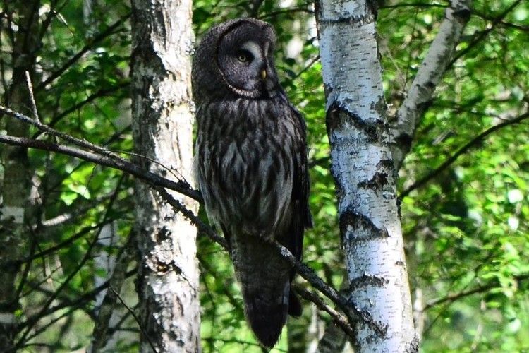 У Цуманській пущі бачили бородату сову