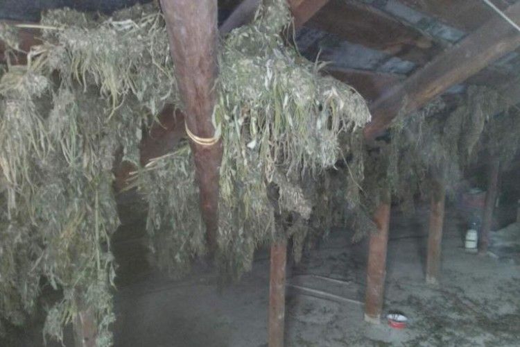 Мешканець Рівненщини зберігав на горищі копицю марихуани