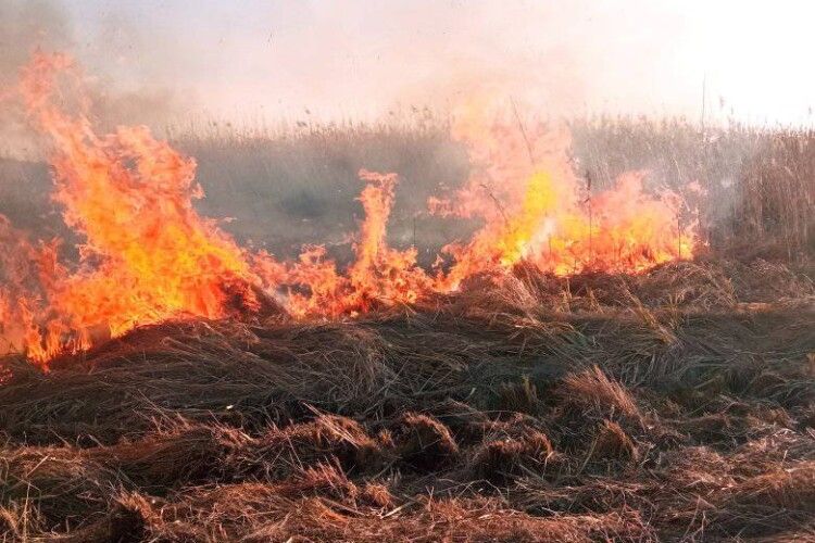 Національний парк на Волині бореться з пожежами