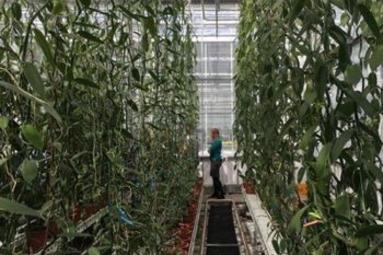 Порівняли прибутковість вирощування ванілі та канабісу