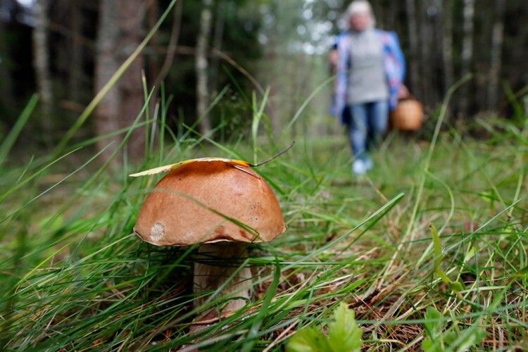 На Волині – час грибних дощів