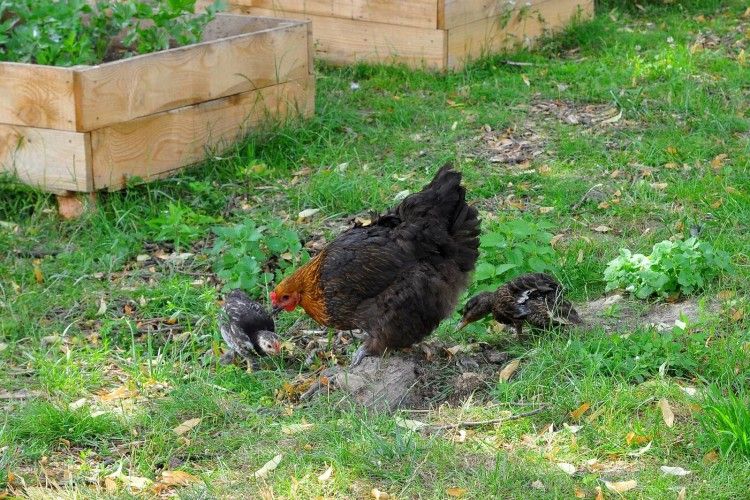 Дикому каченяті, яке лучани принесли в зоопарк, знайшли маму