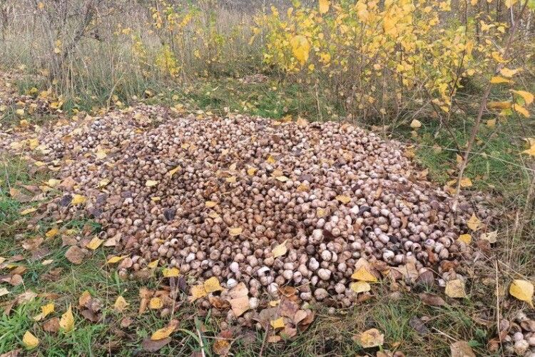 Звалищем панцирів равликів на Волині тепер займається поліція