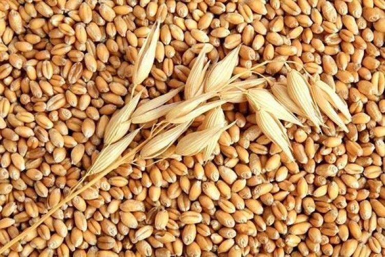 Україна експортувала майже 21 млн тонн зерна