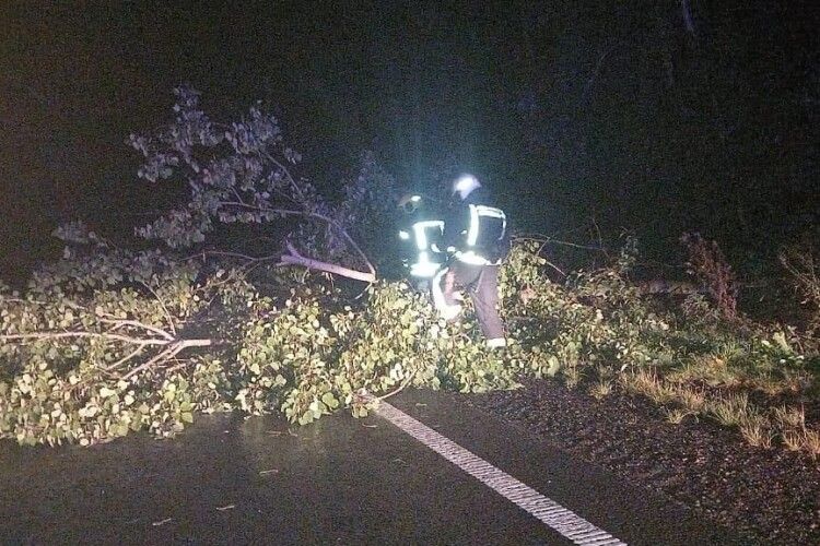 На Ковельщині дерево впало на проїжджу частину